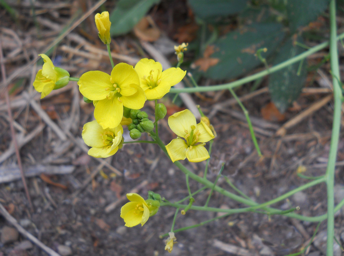 Image of Diplotaxis tenuifolia specimen.