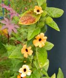 Thunbergia alata. Часть растения с цветками и листьями. Подмосковье, г. Одинцово, клумба. Октябрь 2012 г.