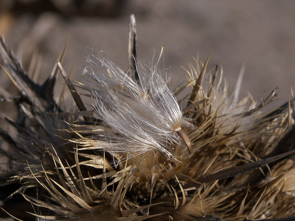 Изображение особи Cirsium sorocephalum.