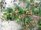Euphorbia maculata