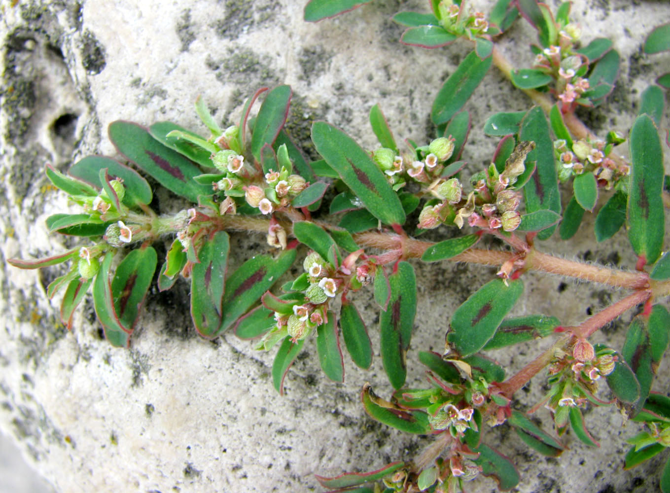 Image of Euphorbia maculata specimen.