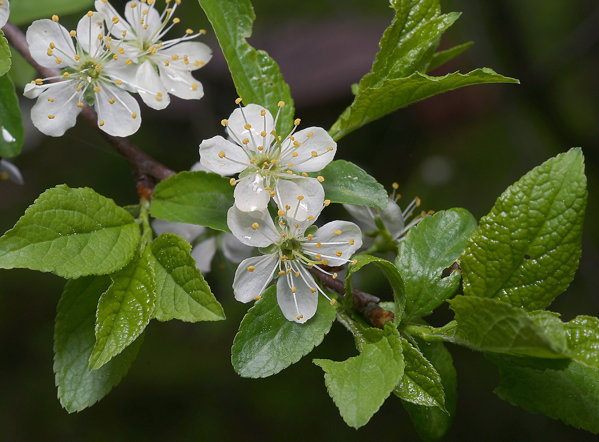 Image of Prunus domestica specimen.