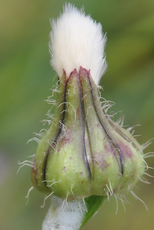 Image of Urospermum picroides specimen.