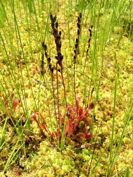 Изображение особи Drosera anglica.