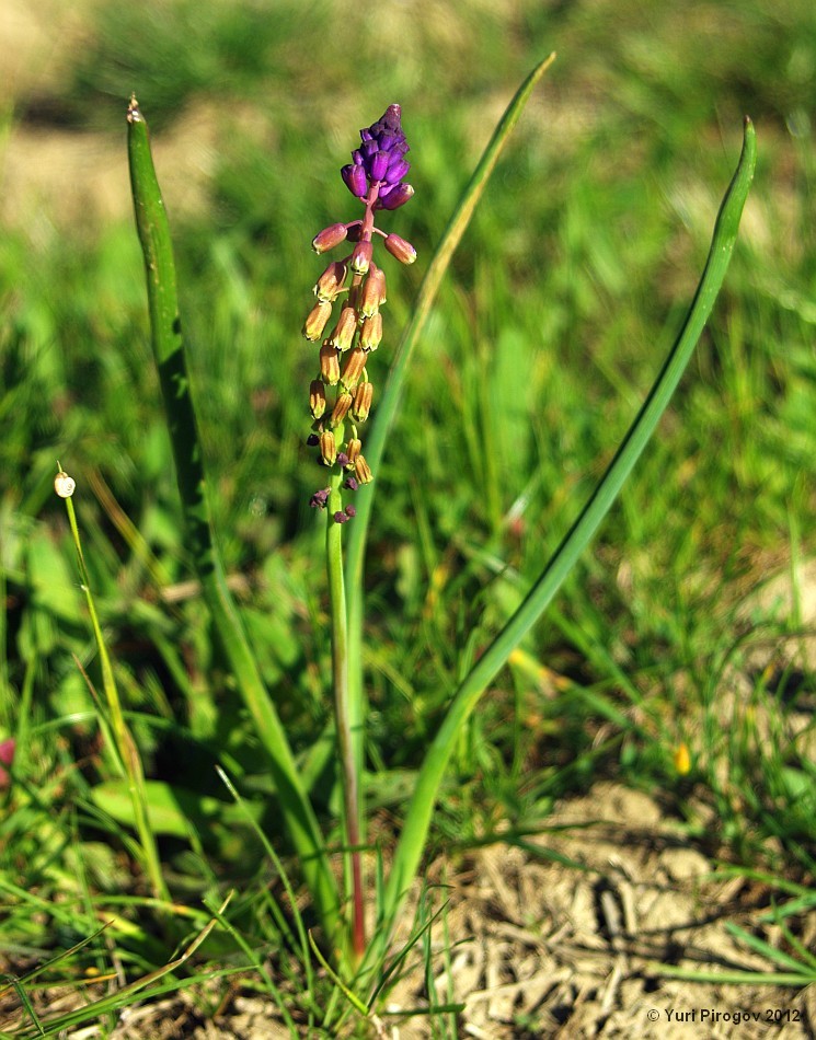 Image of Bellevalia lypskyi specimen.