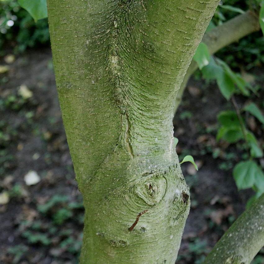 Image of Magnolia &times; soulangeana specimen.