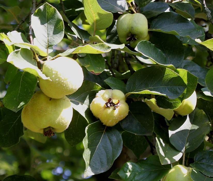 Изображение особи Cydonia oblonga f. maliformis.