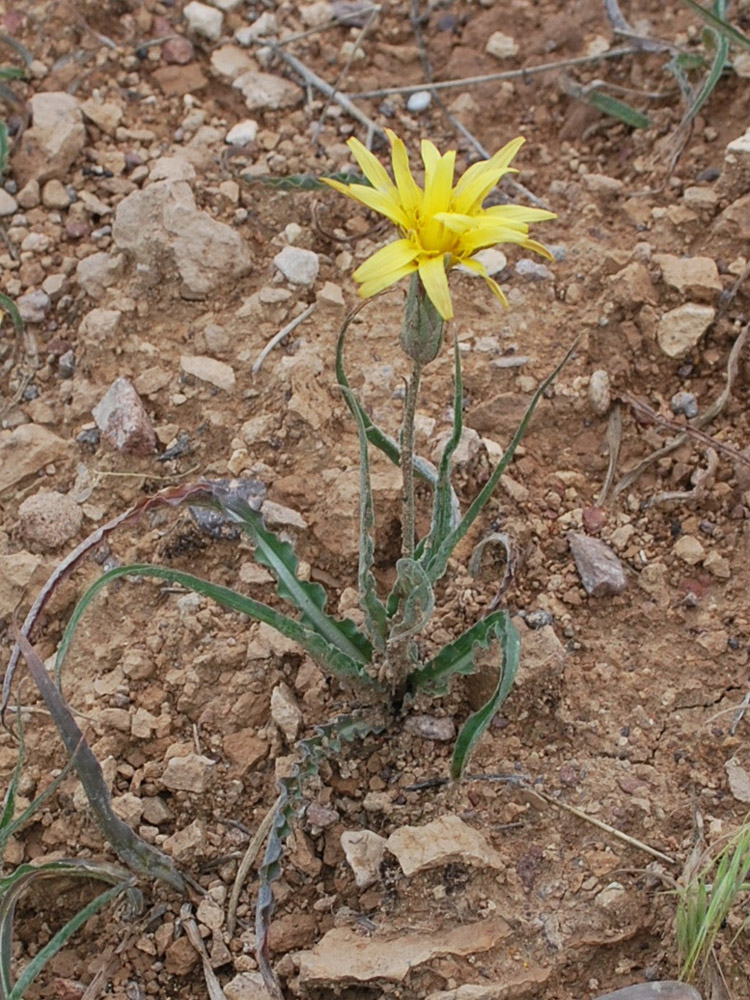 Изображение особи Scorzonera circumflexa.