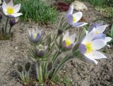 Pulsatilla patens