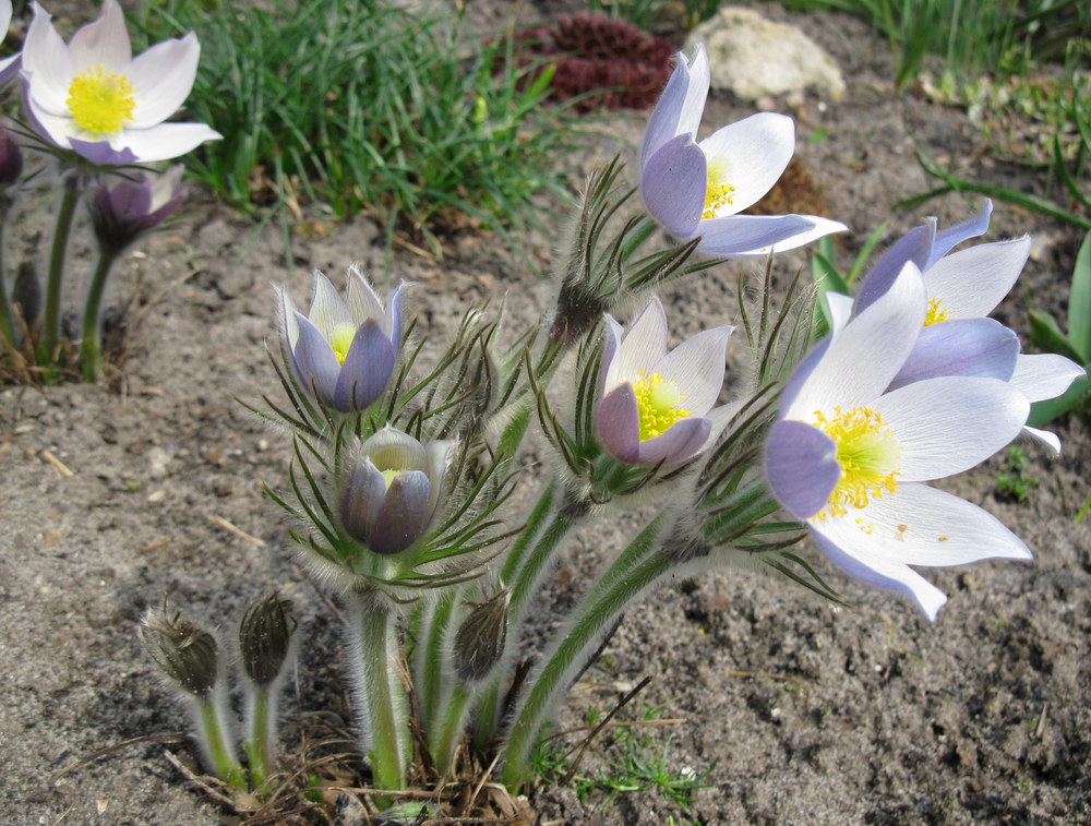 Изображение особи Pulsatilla patens.