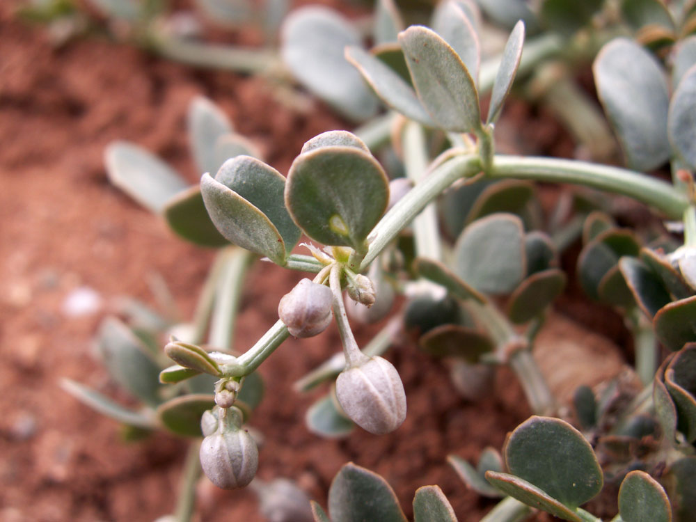 Изображение особи Zygophyllum rosowii.