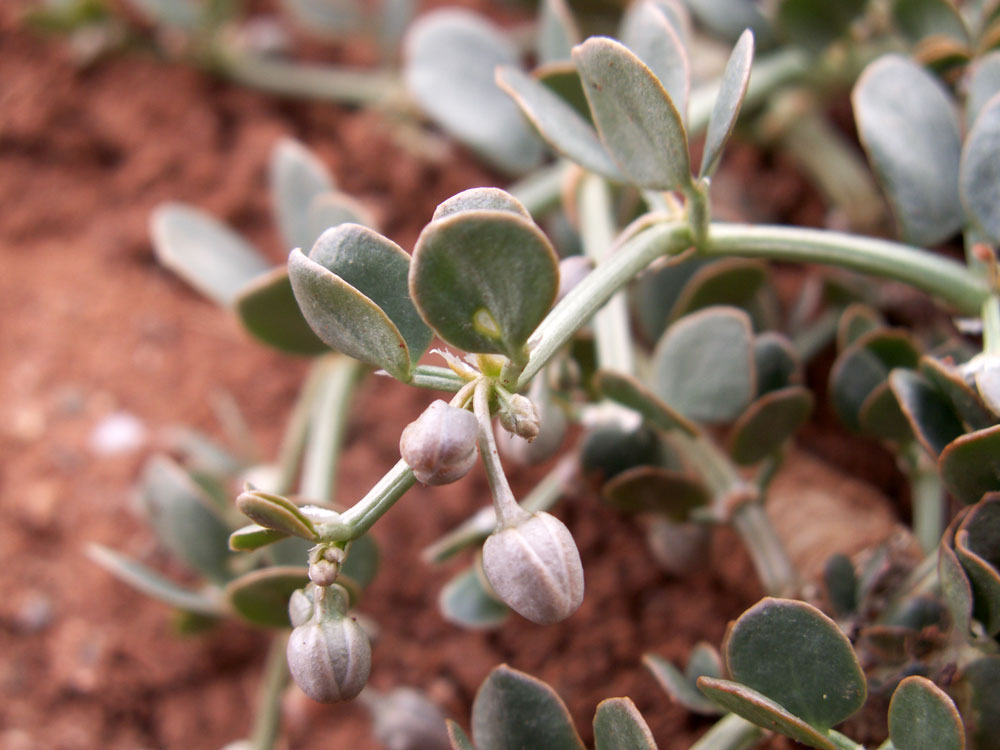 Image of Zygophyllum rosovii specimen.