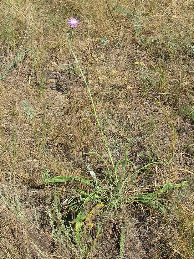 Image of Jurinea pseudocyanoides specimen.