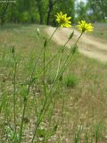 Tragopogon podolicus