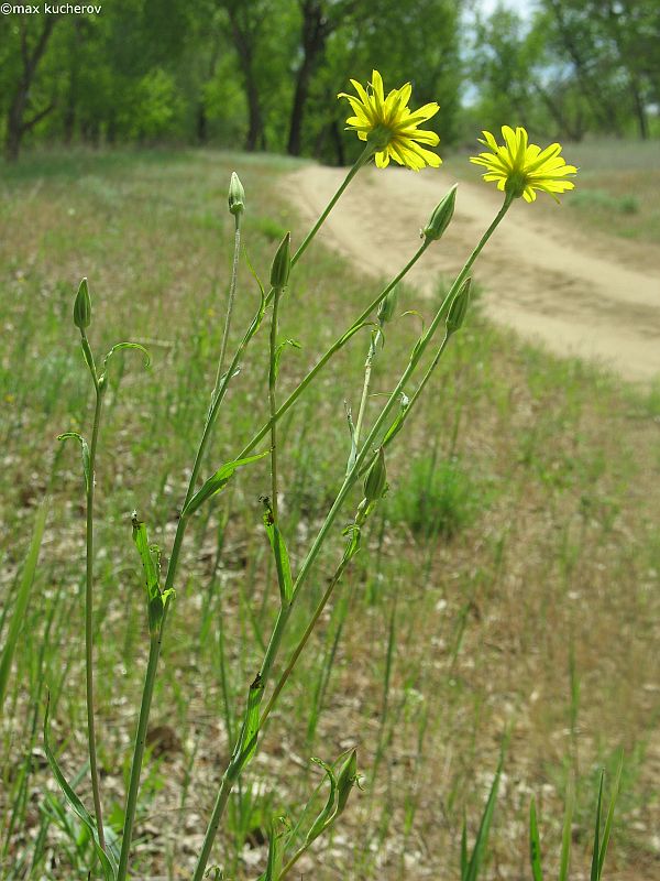 Image of Tragopogon podolicus specimen.