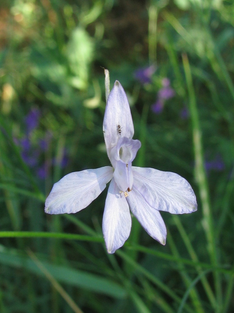 Image of Delphinium consolida specimen.