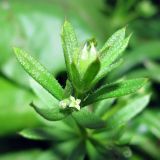 Galium vaillantii