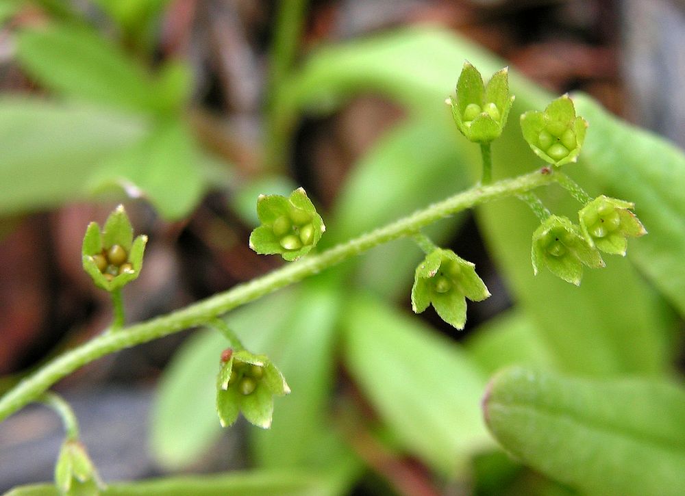 Image of Myosotis cespitosa specimen.