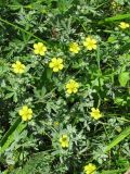 Potentilla argentea