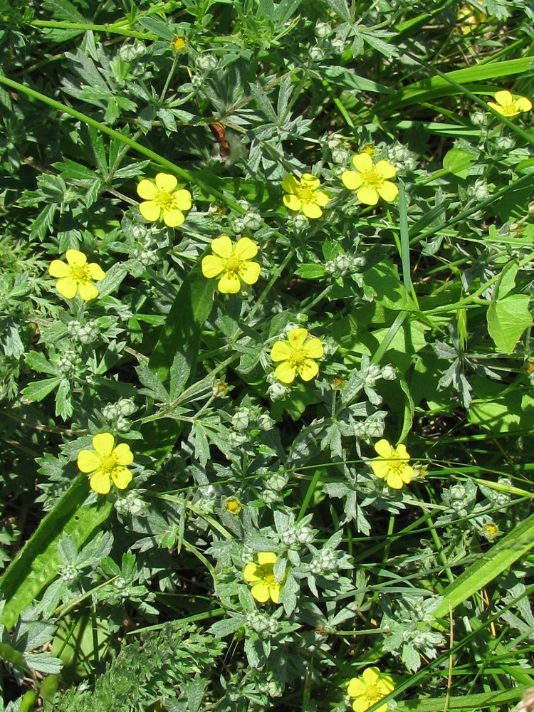 Изображение особи Potentilla argentea.