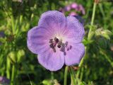 Geranium pratense. Цветок, покрытый каплями росы. Украина, Хмельницкая обл., Красиловский р-н, с. Терешки, возле кладбища. 30.07.2010.