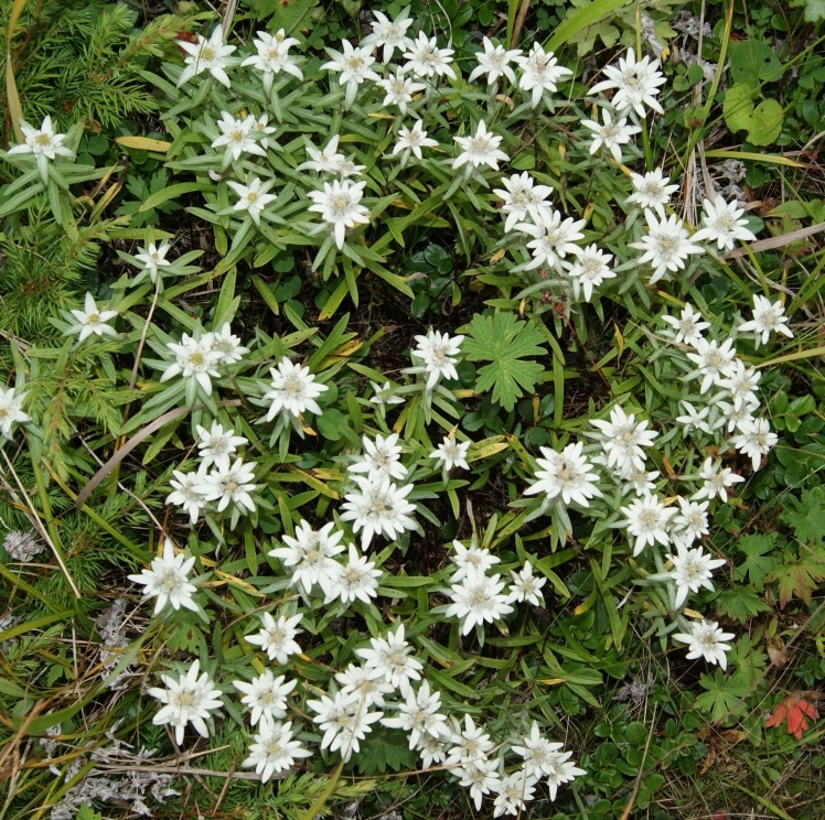 Image of Leontopodium discolor specimen.