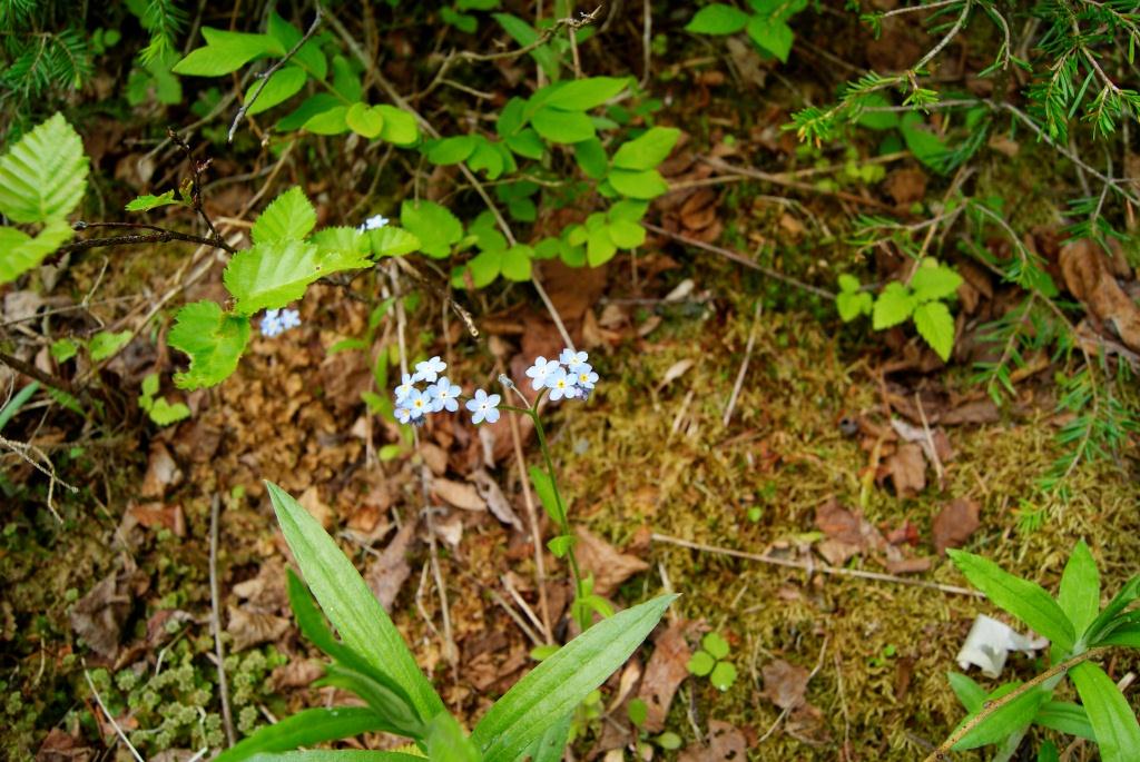 Изображение особи род Myosotis.