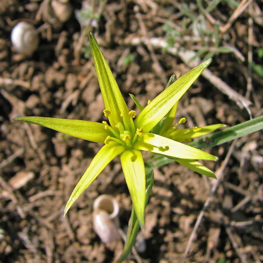 Image of Gagea maeotica specimen.