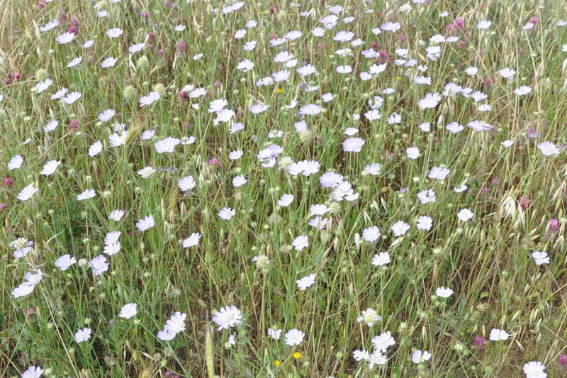 Изображение особи Lomelosia brachiata.