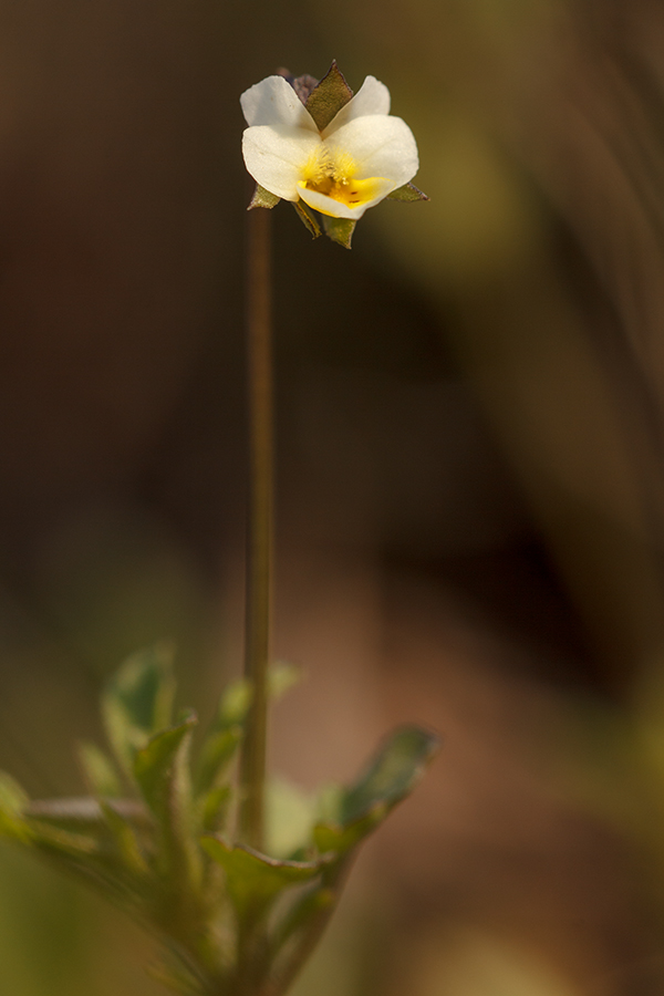 Image of Viola kitaibeliana specimen.