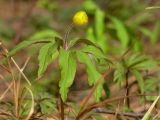 Anemone ranunculoides. Зацветающее растение. Чувашия, окрестности г. Шумерля, вырубка за Низким полем. 23 апреля 2013 г.