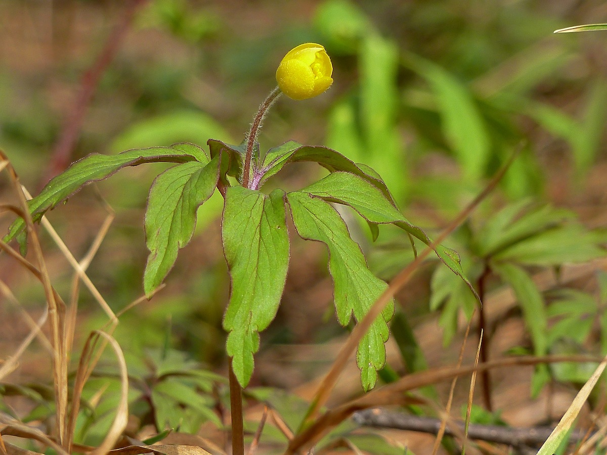 Изображение особи Anemone ranunculoides.