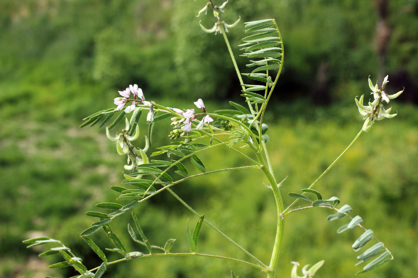 Изображение особи Astragalus campylotrichus.