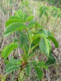 Rosa marginata