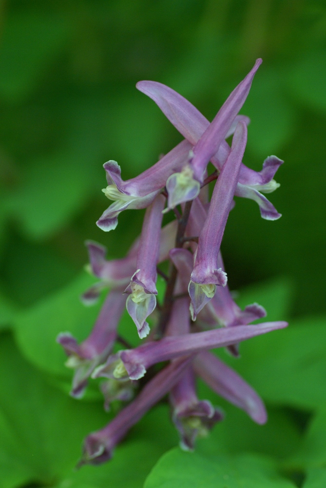 Image of Corydalis macrantha specimen.