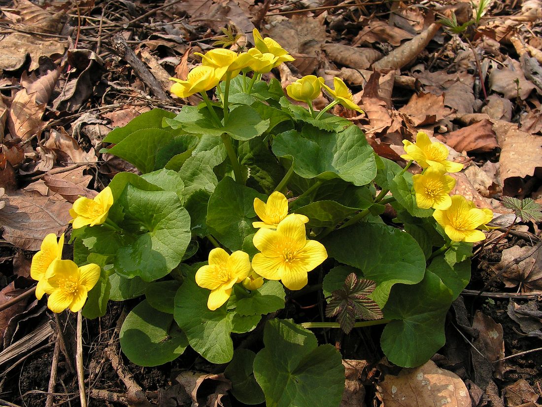 Image of Caltha silvestris specimen.