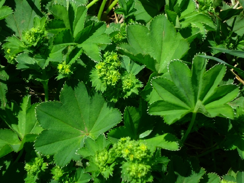 Image of Alchemilla subcrenata specimen.