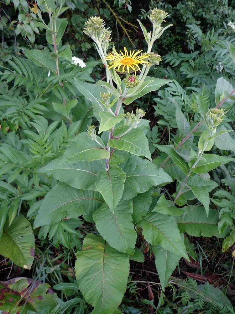 Image of Inula helenium specimen.