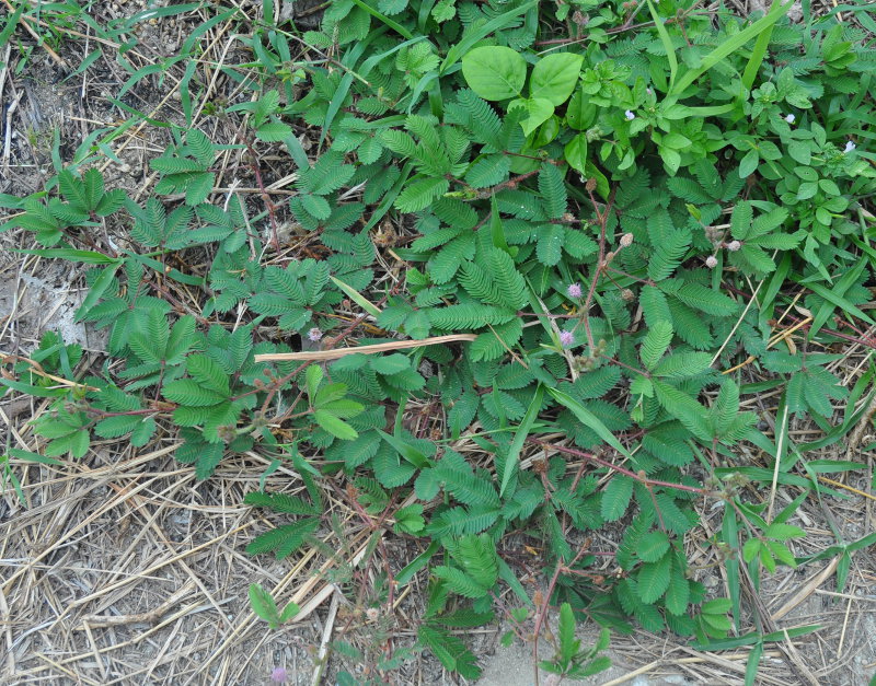 Image of Mimosa pudica specimen.