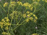 Ferula tschuiliensis