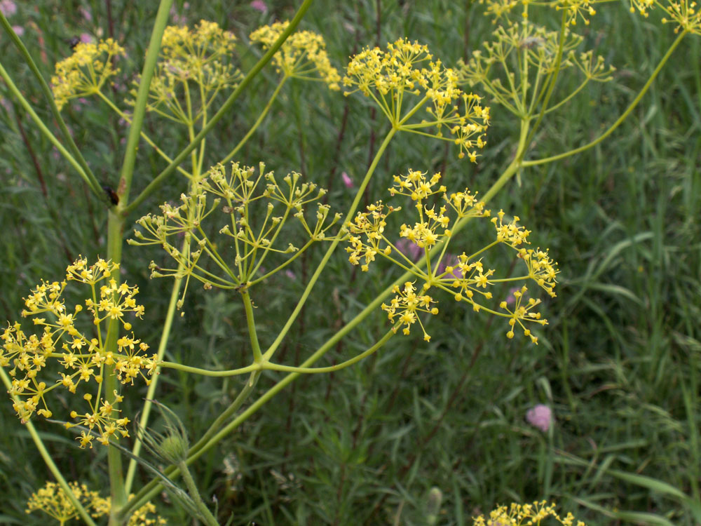 Image of Ferula tschuiliensis specimen.