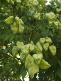 Смотреть изображение Koelreuteria paniculata