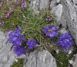 Edraianthus graminifolius