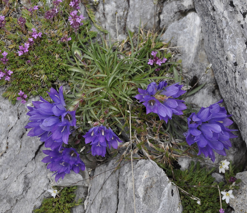 Image of Edraianthus graminifolius specimen.