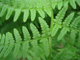 Athyrium filix-femina