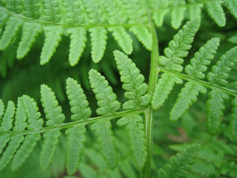 Image of Athyrium filix-femina specimen.