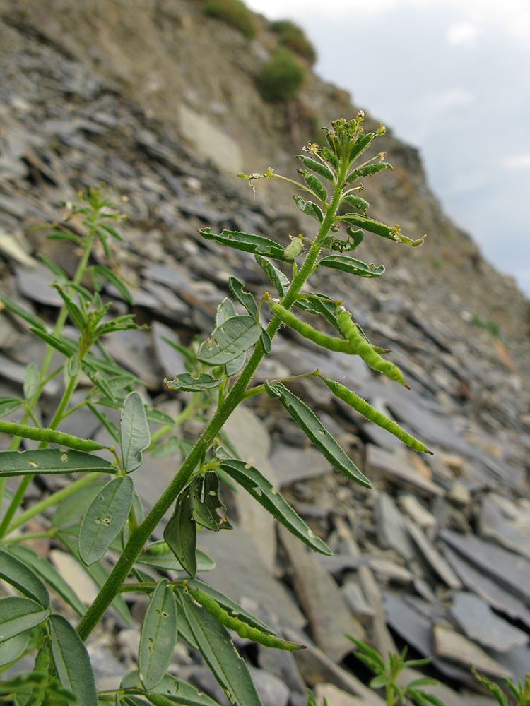 Изображение особи Cleome circassica.