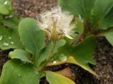 Chorisis repens. Плодоносящее растение. Хабаровский край, Ванинский р-н, песчаный пляж в бух. Сизиман. 10.08.2013.