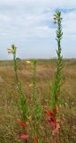 Oenothera biennis. Цветущие и плодоносящие растения. Ростовская обл., дельта Дона, Азовский р-н, окр. хутора Курган, песчаный луг. 02.08.2012.