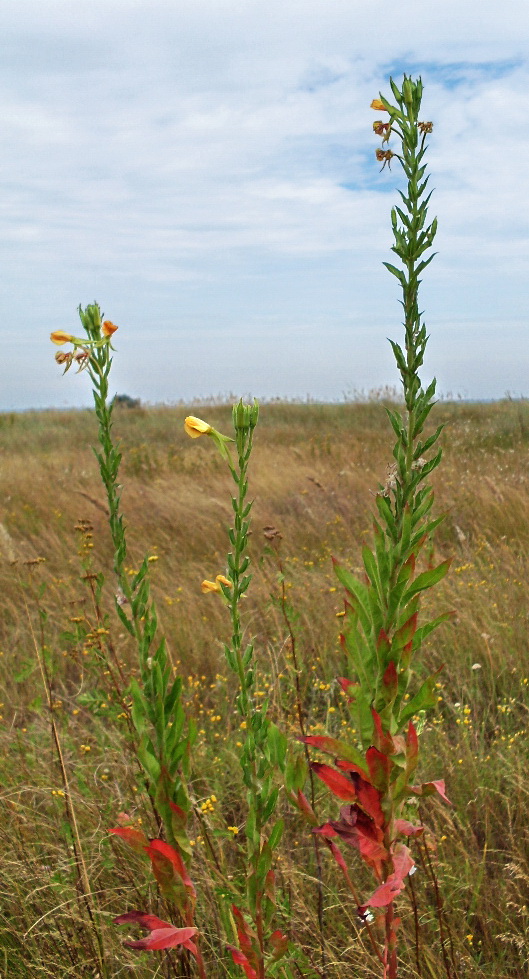 Изображение особи Oenothera biennis.